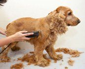 Safe dog grooming