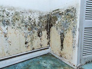 Mold Caused by Water Intrusion