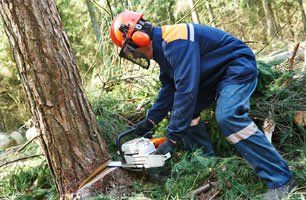 Tree Care Service