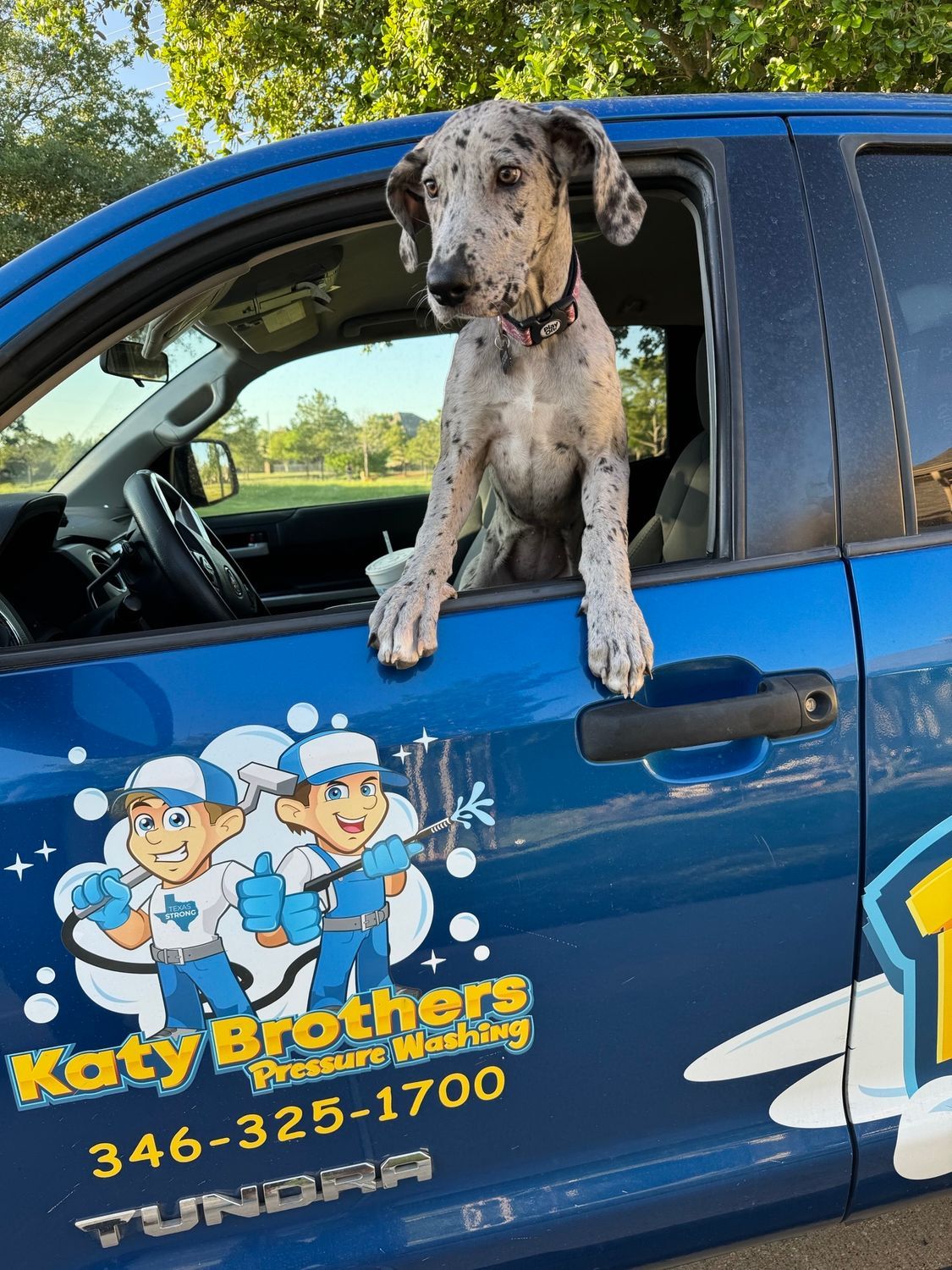 Great Dane in a blue truck with