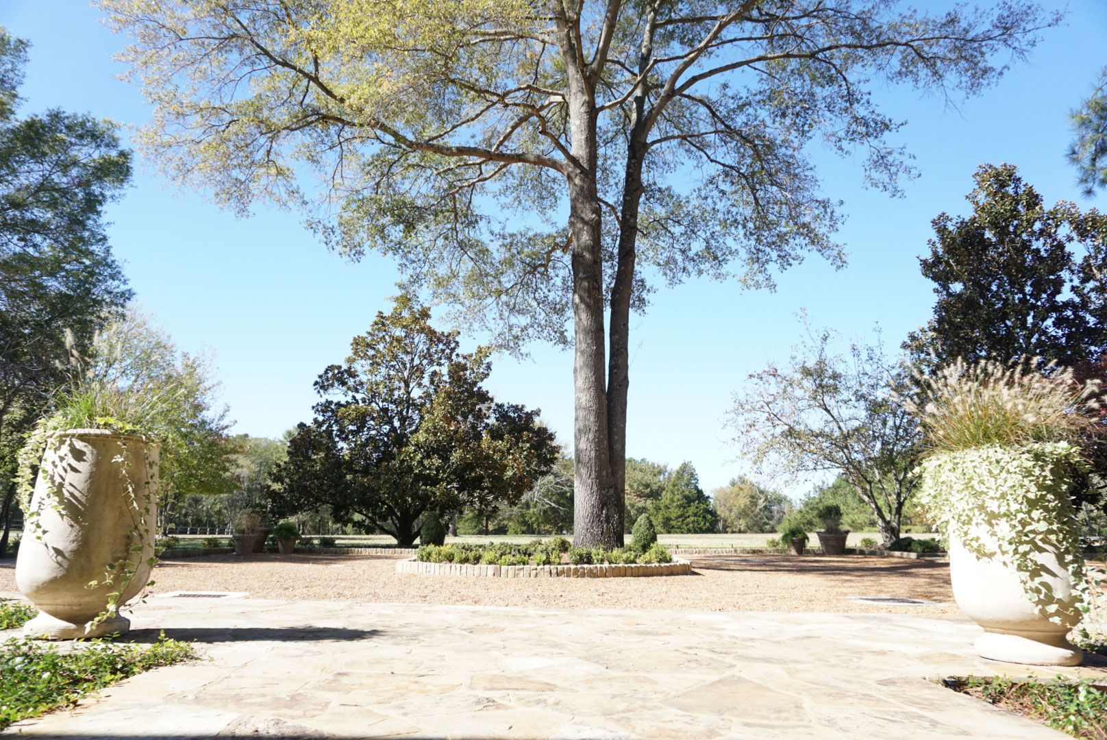 a large tree in the middle of a landscaped area