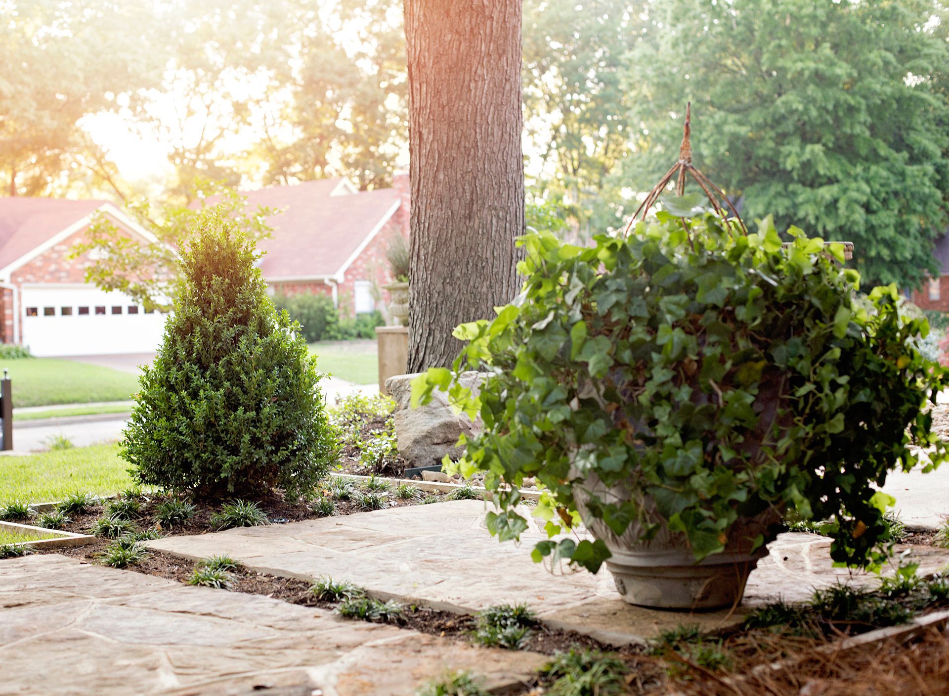 a potted plant is sitting on a stone patio next to a tree .