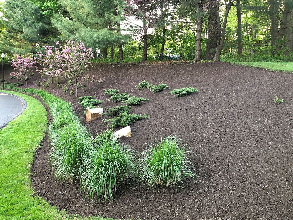 A garden with a lot of plants and rocks in it