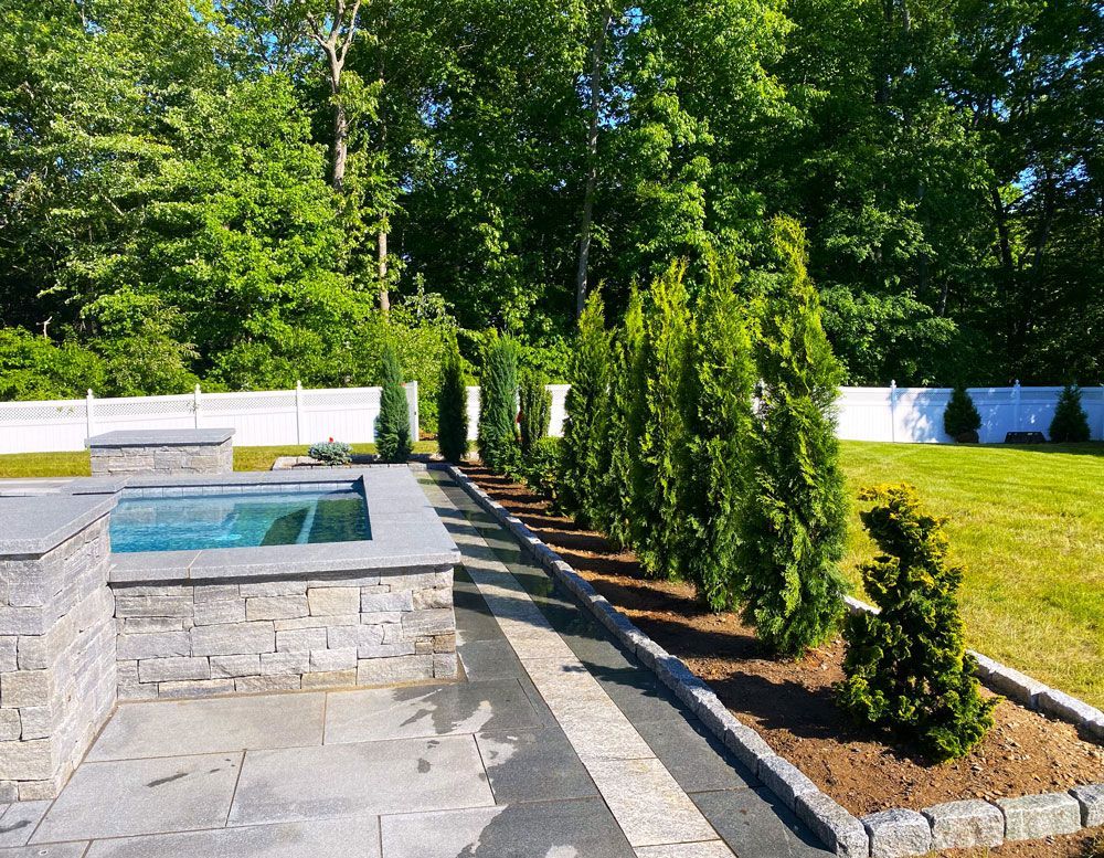 A row of trees are lined up next to a pool in a backyard.