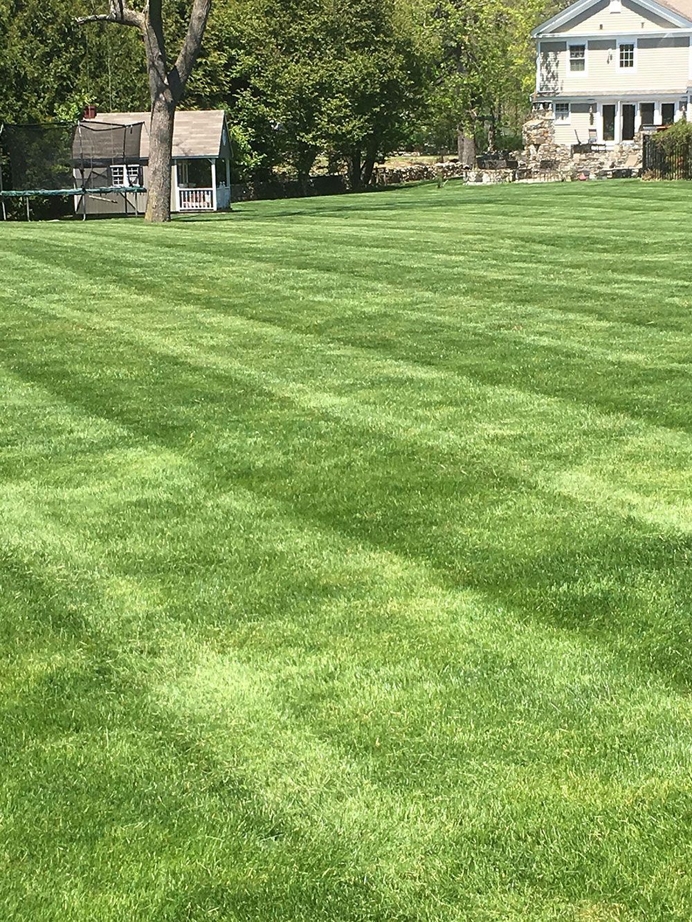 A lush green lawn with a house in the background.