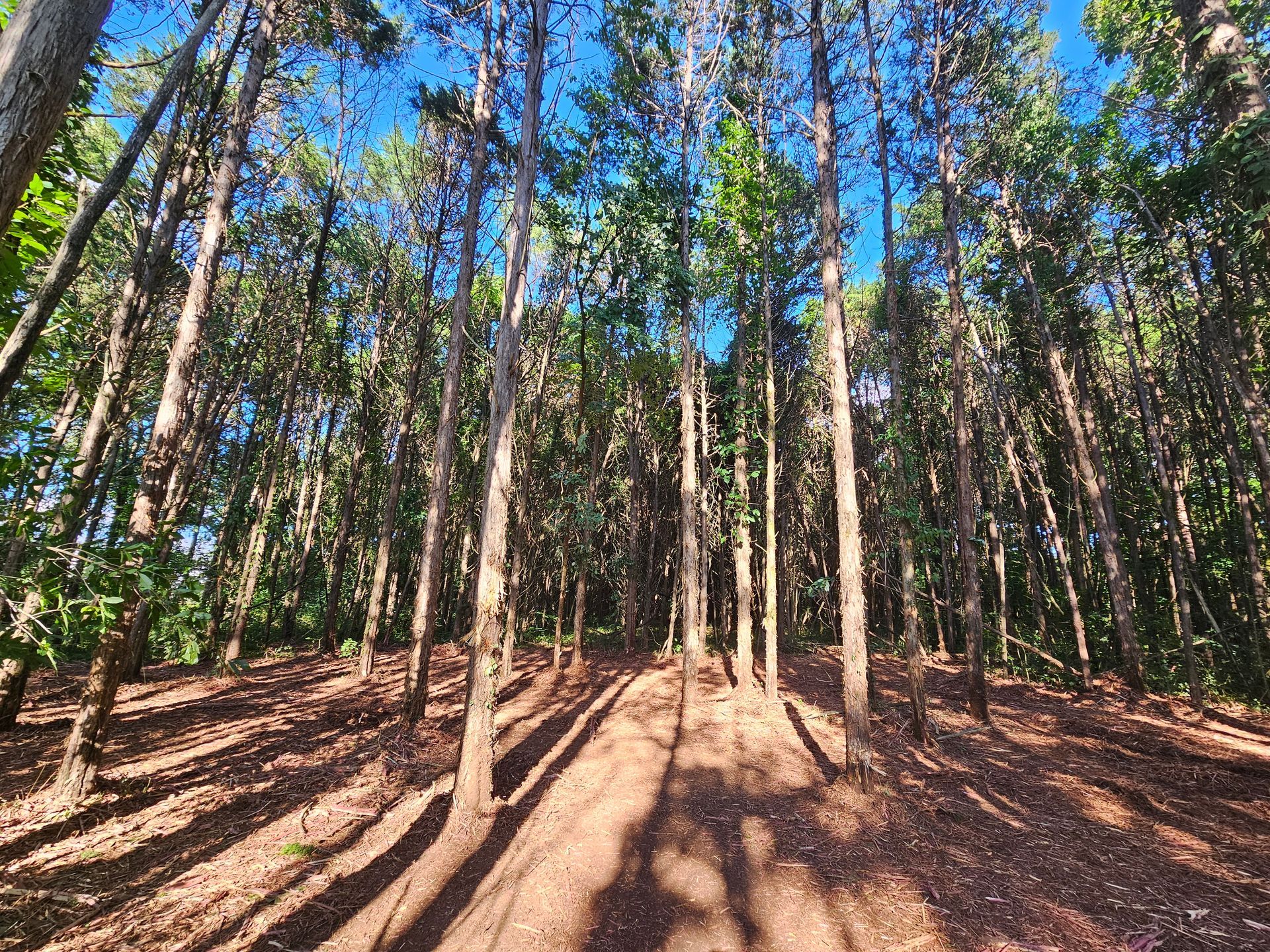 The sun is shining through the trees in the forest.