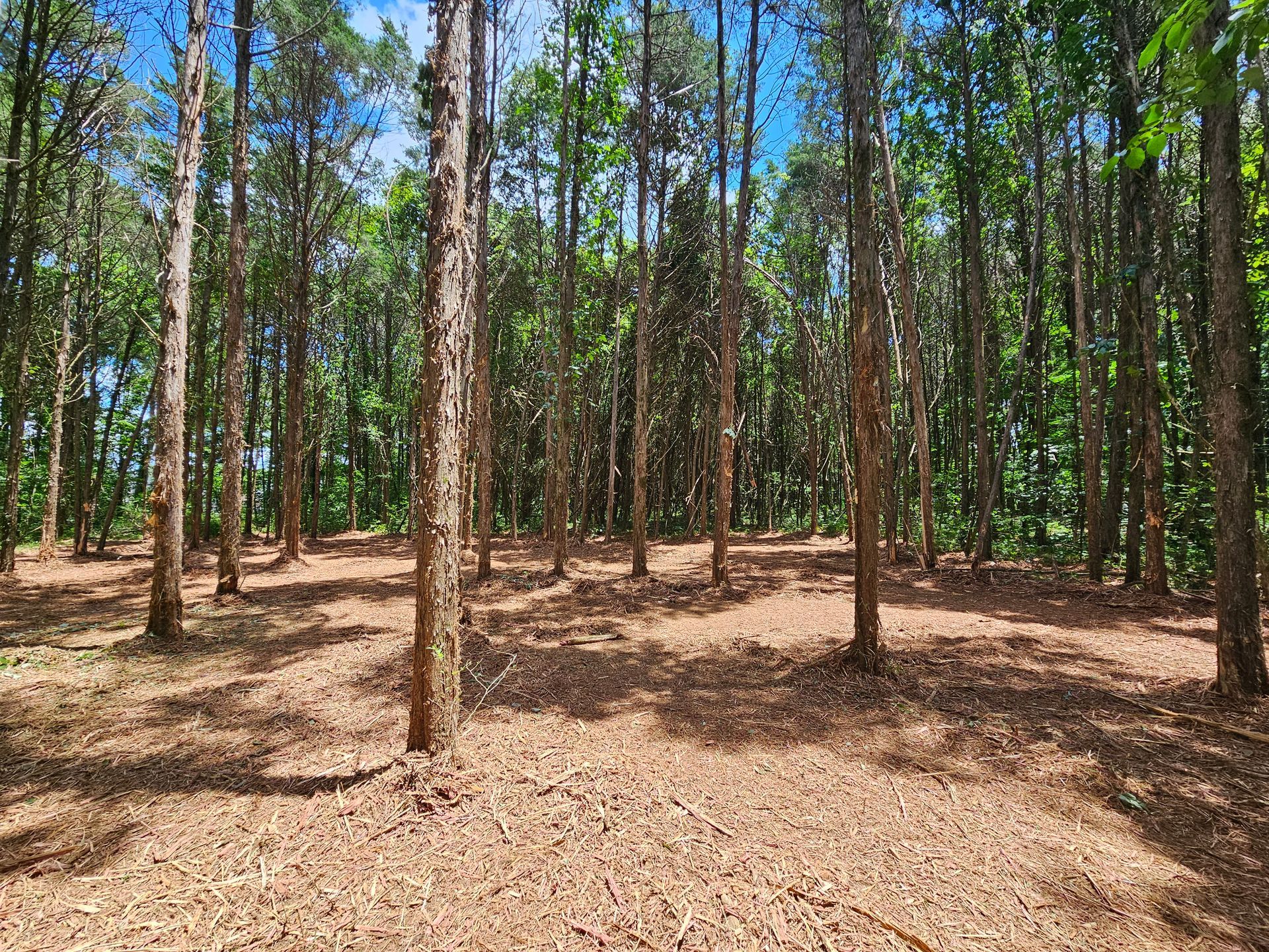 A forest filled with lots of trees and leaves on a sunny day.