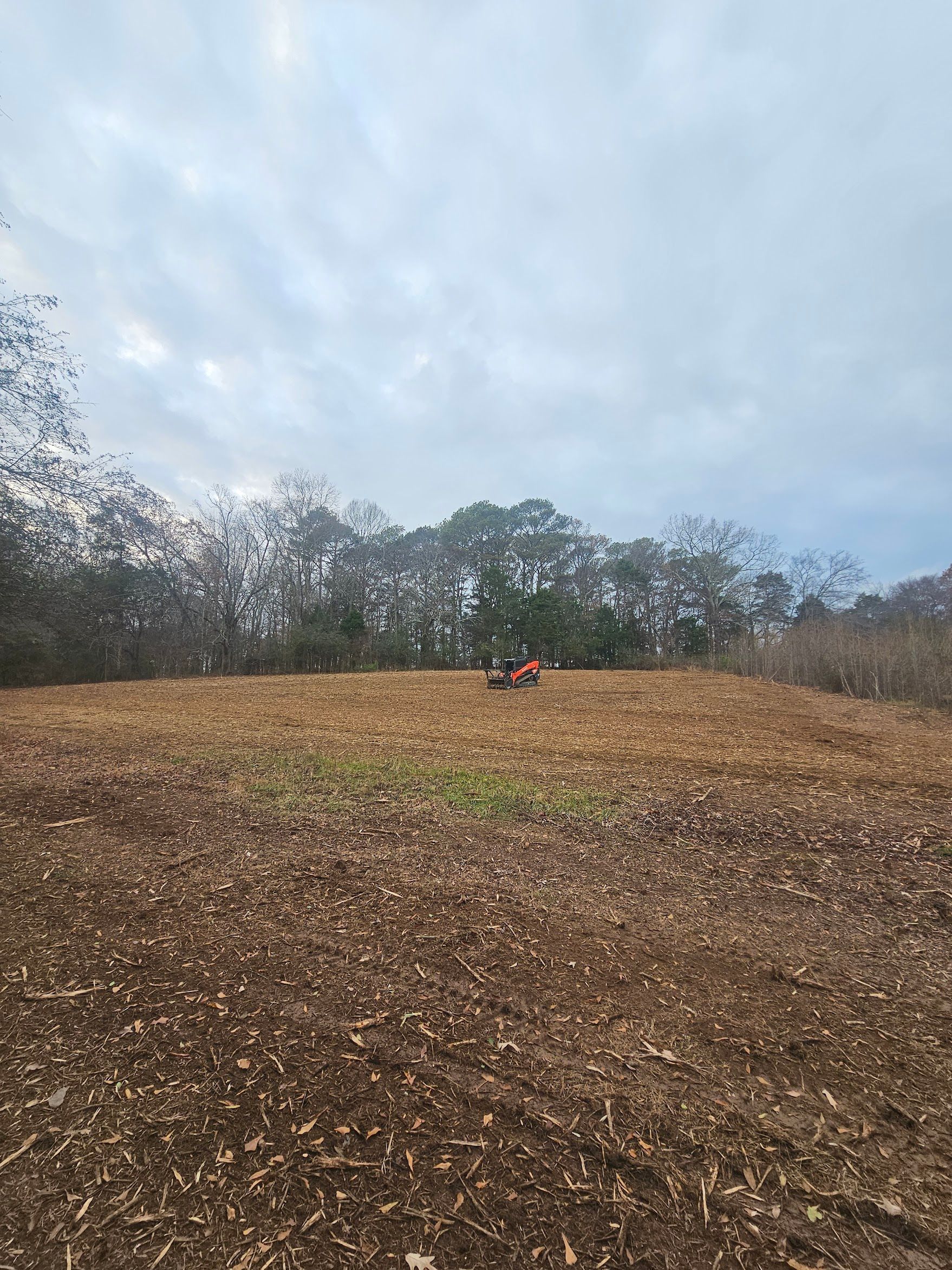 Field of wood chips, with trees in the background under a cloudy sky