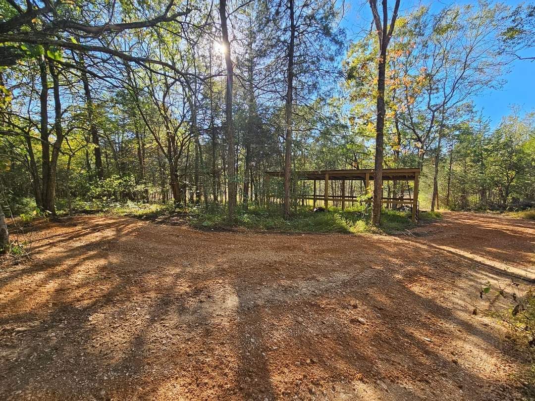 The sun is shining through the trees in the woods.