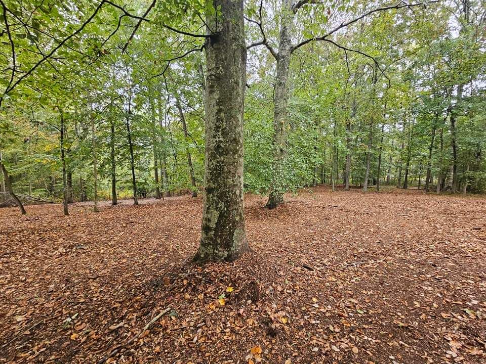 A tree in the middle of a forest covered in leaves.