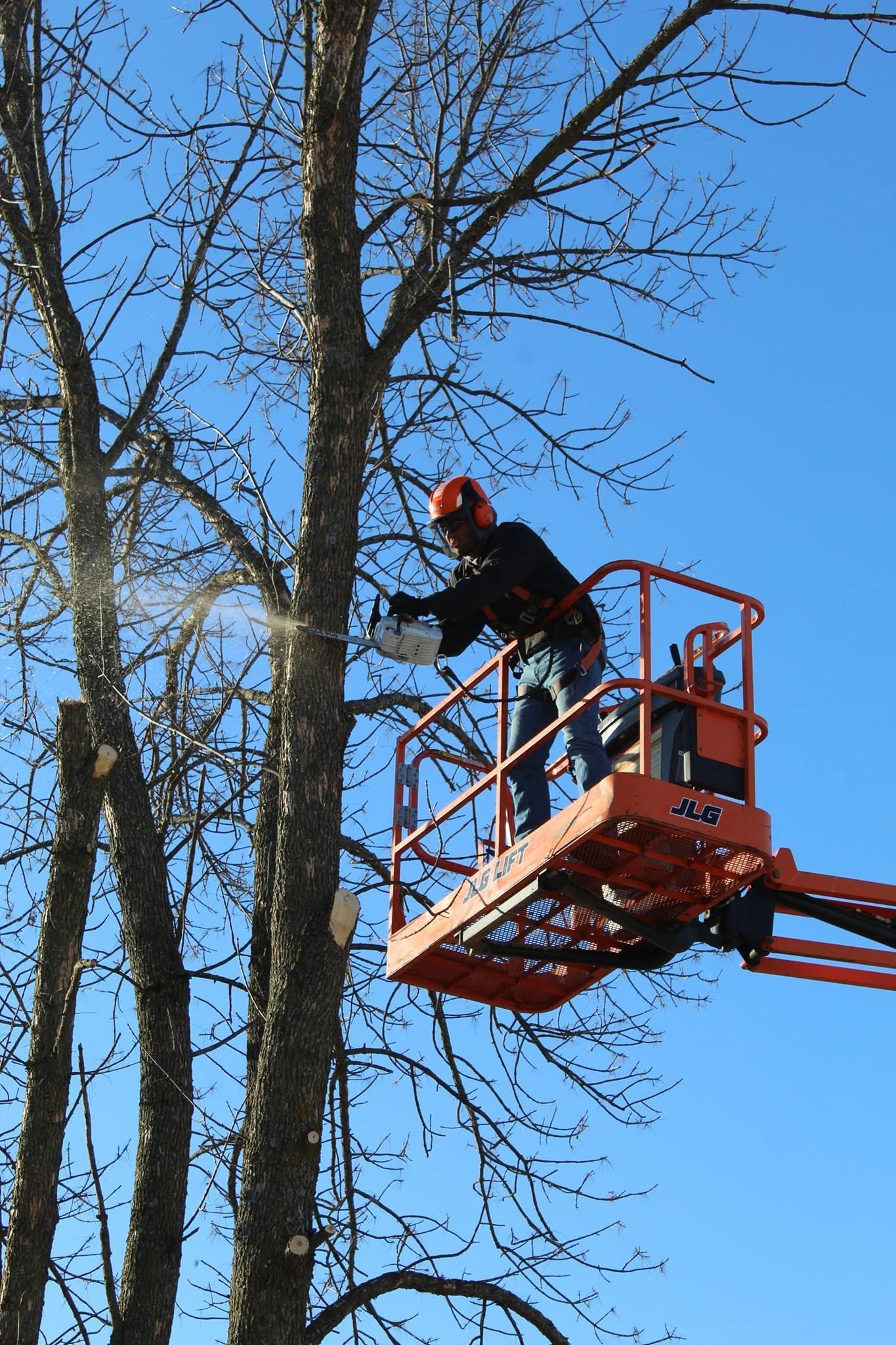 Worker in a red lift trimming tree branches beside tall bare trees under a blue sky
