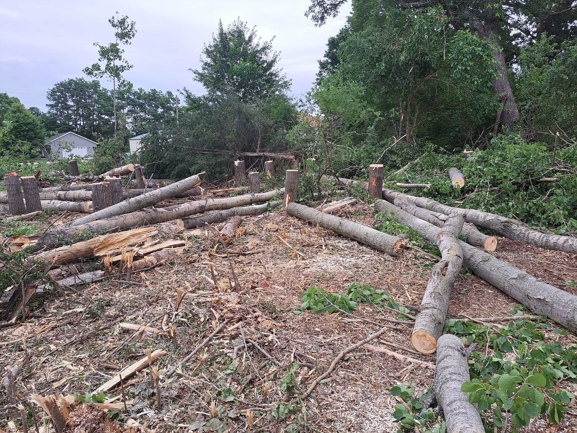 Cleared wooded area with cut logs and branches scattered on the ground under overcast skies