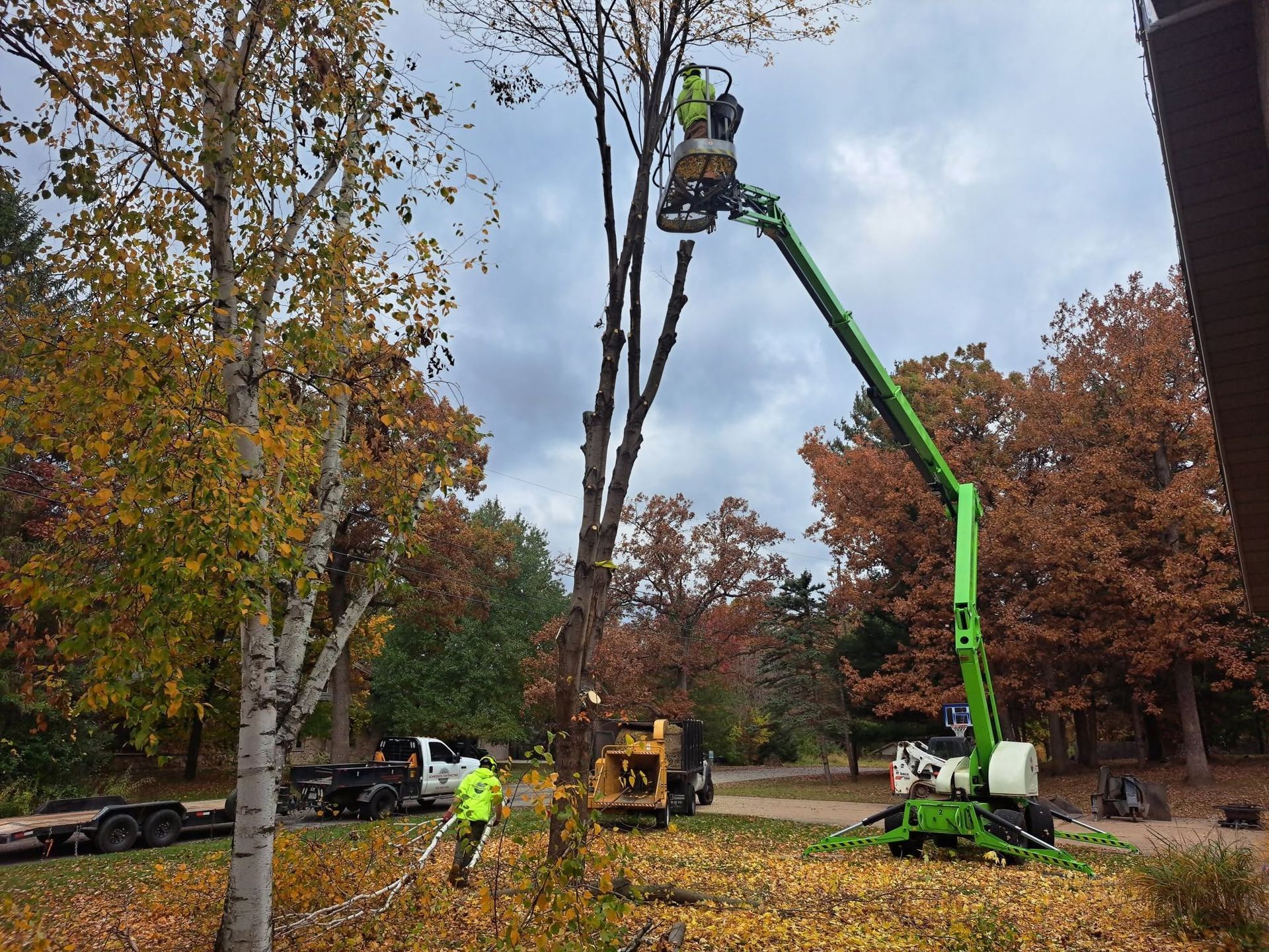 Workers in a lift and on the ground trimming a tall tree with a green cherry picker in a park.