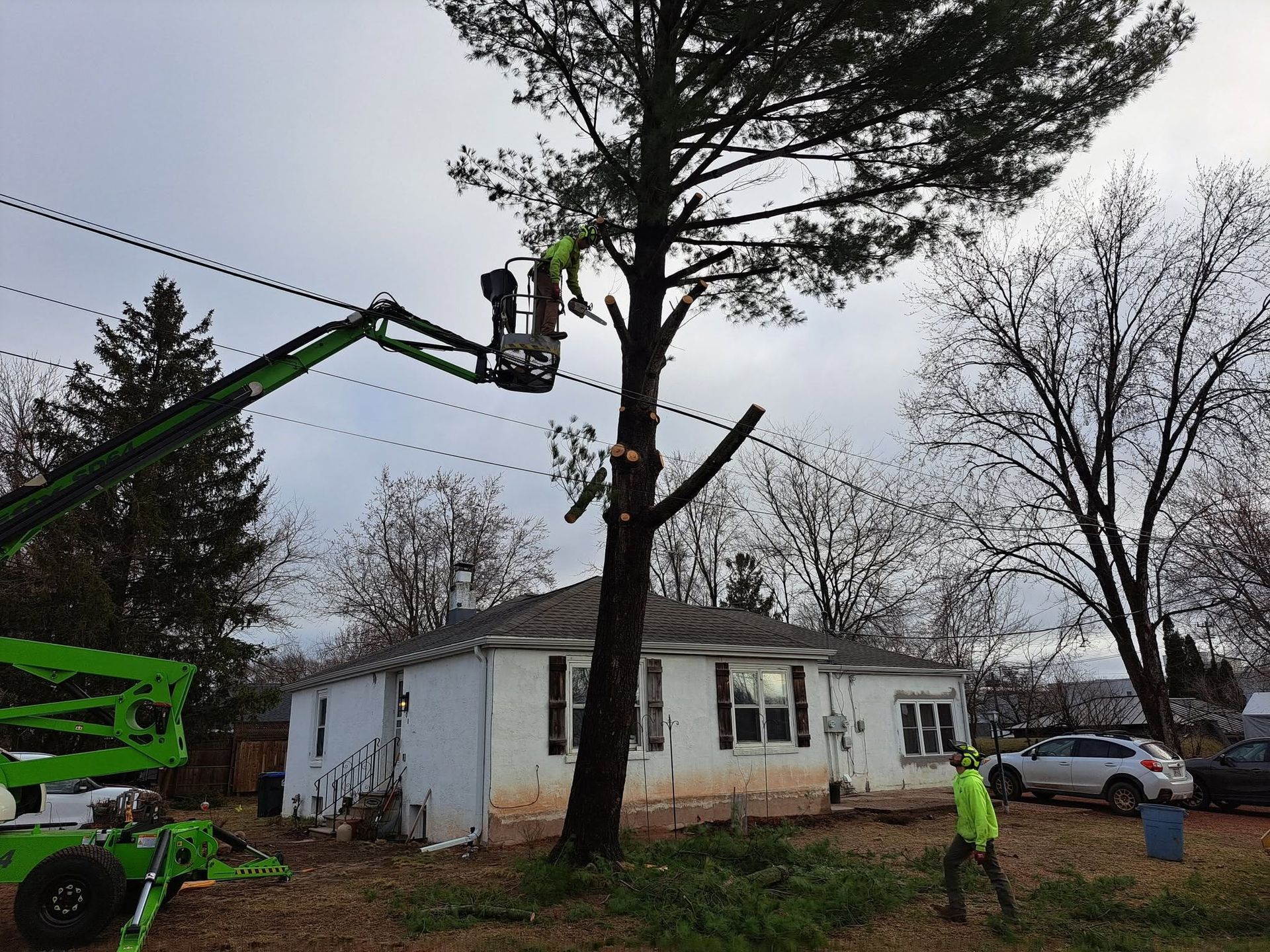 Worker in a lift trimming a tall tree beside a house, with a second worker on the ground.
