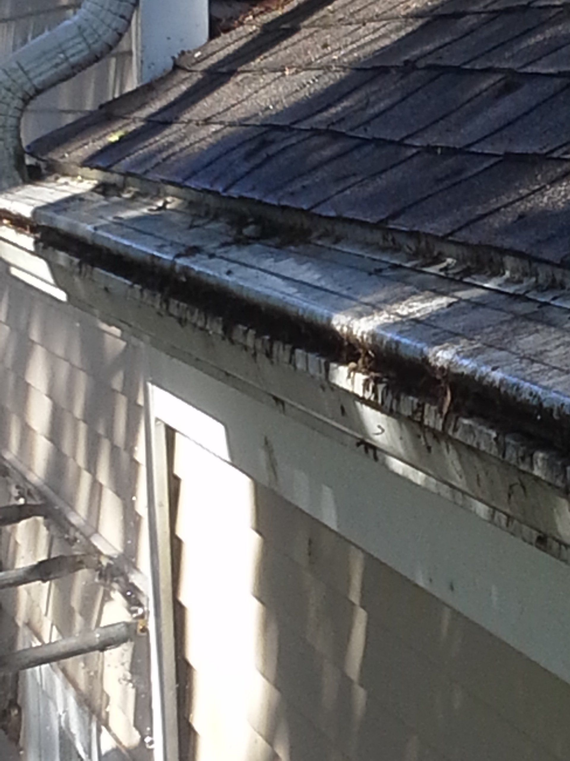 Gutter Cleaning & Maintenance