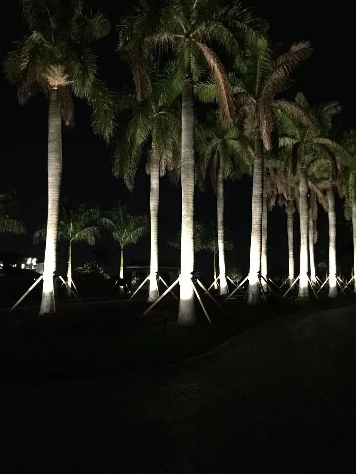 Illuminated palm trees at night in a dark landscaped area