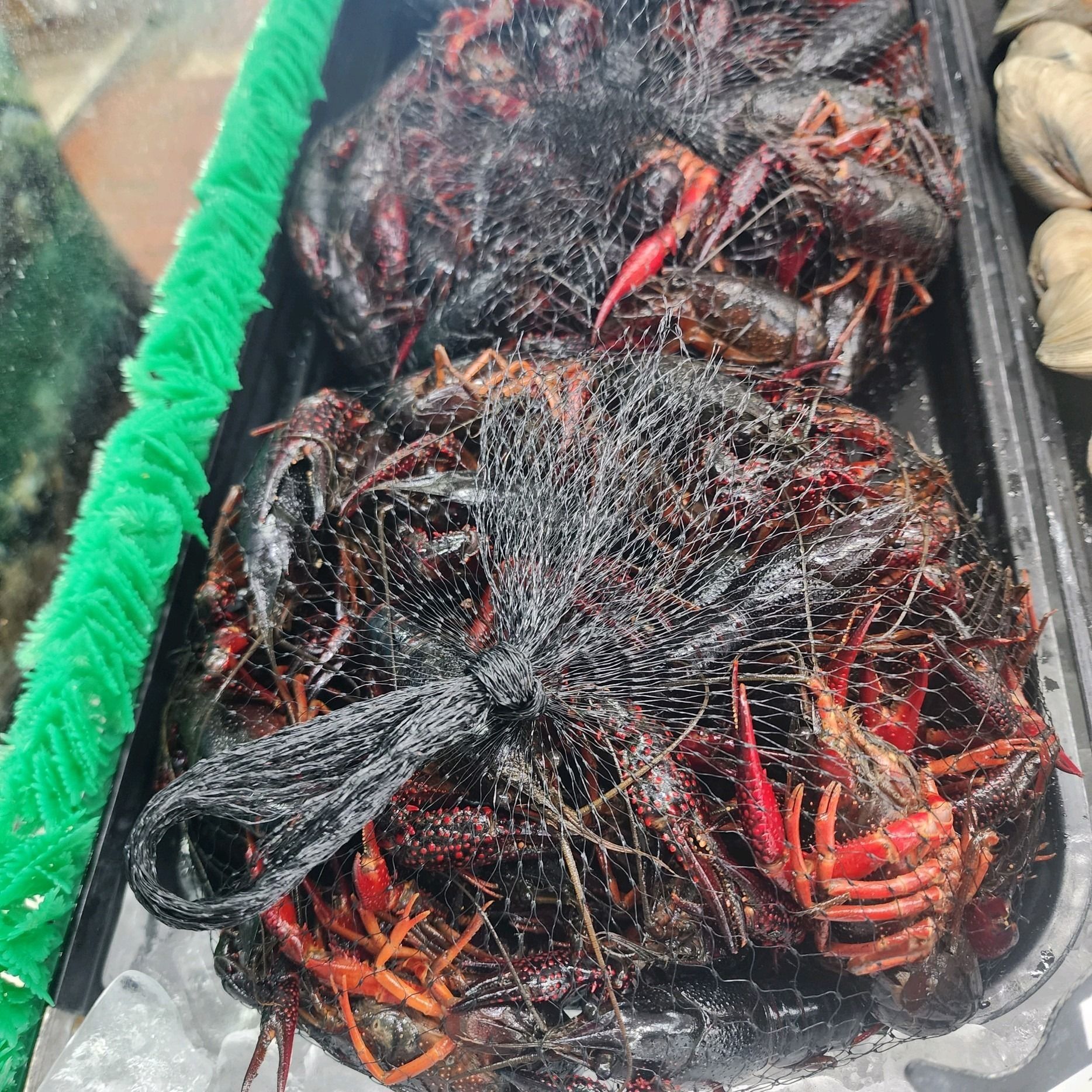 Live crawfish packaged in black mesh bags, displayed on ice in a refrigerated grocery store case.
