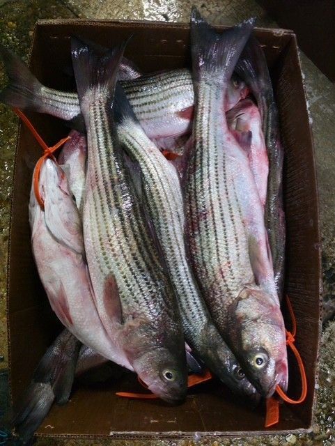 A cardboard box filled with several red snapper fish packed in ice.
