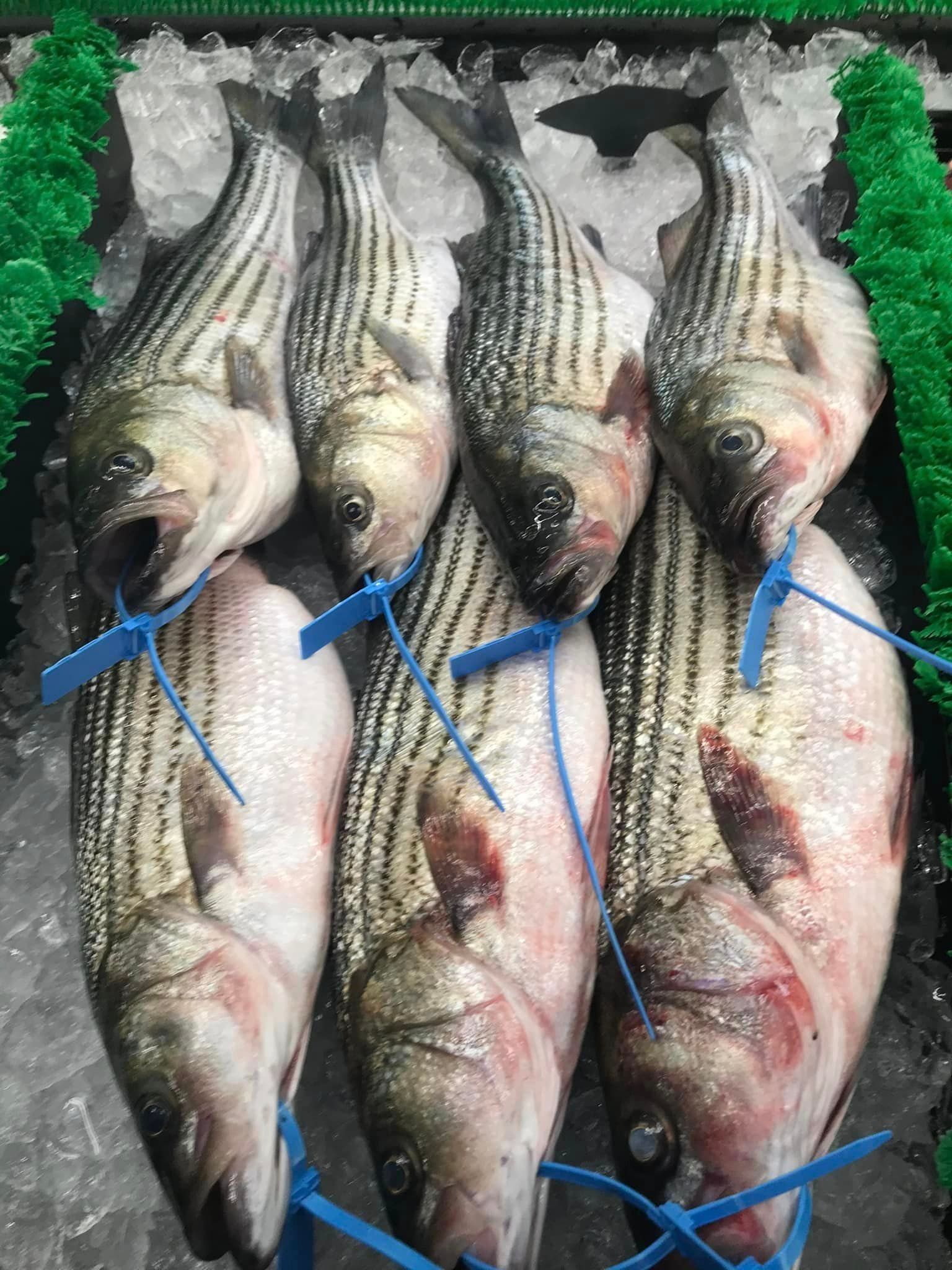 Six striped bass fish with blue plastic tags, arranged on a bed of crushed ice.