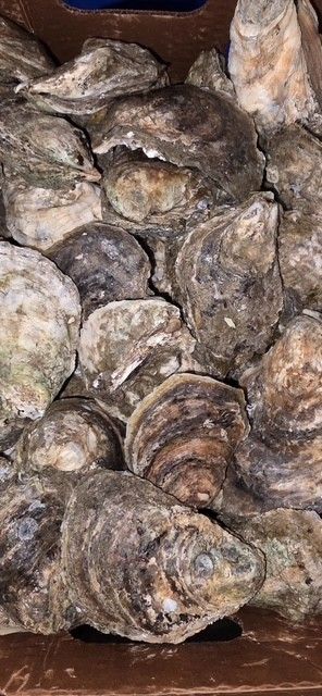 A red basket and cardboard box of Chincoteague salt oysters and clams on ice, with a sign pricing them at $12.00 per dozen.