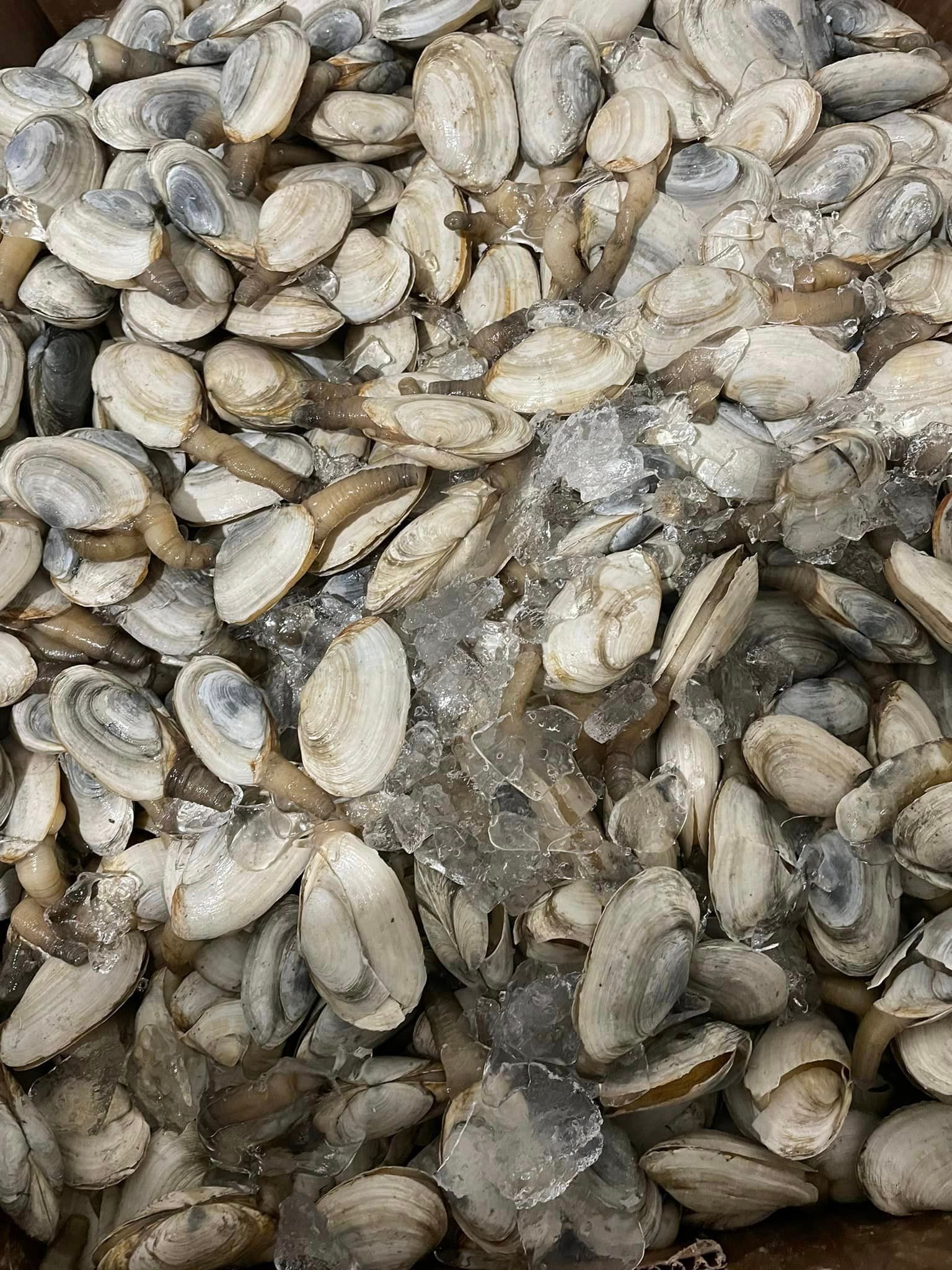 A large pile of raw, light-colored clam shells mixed with crushed ice.