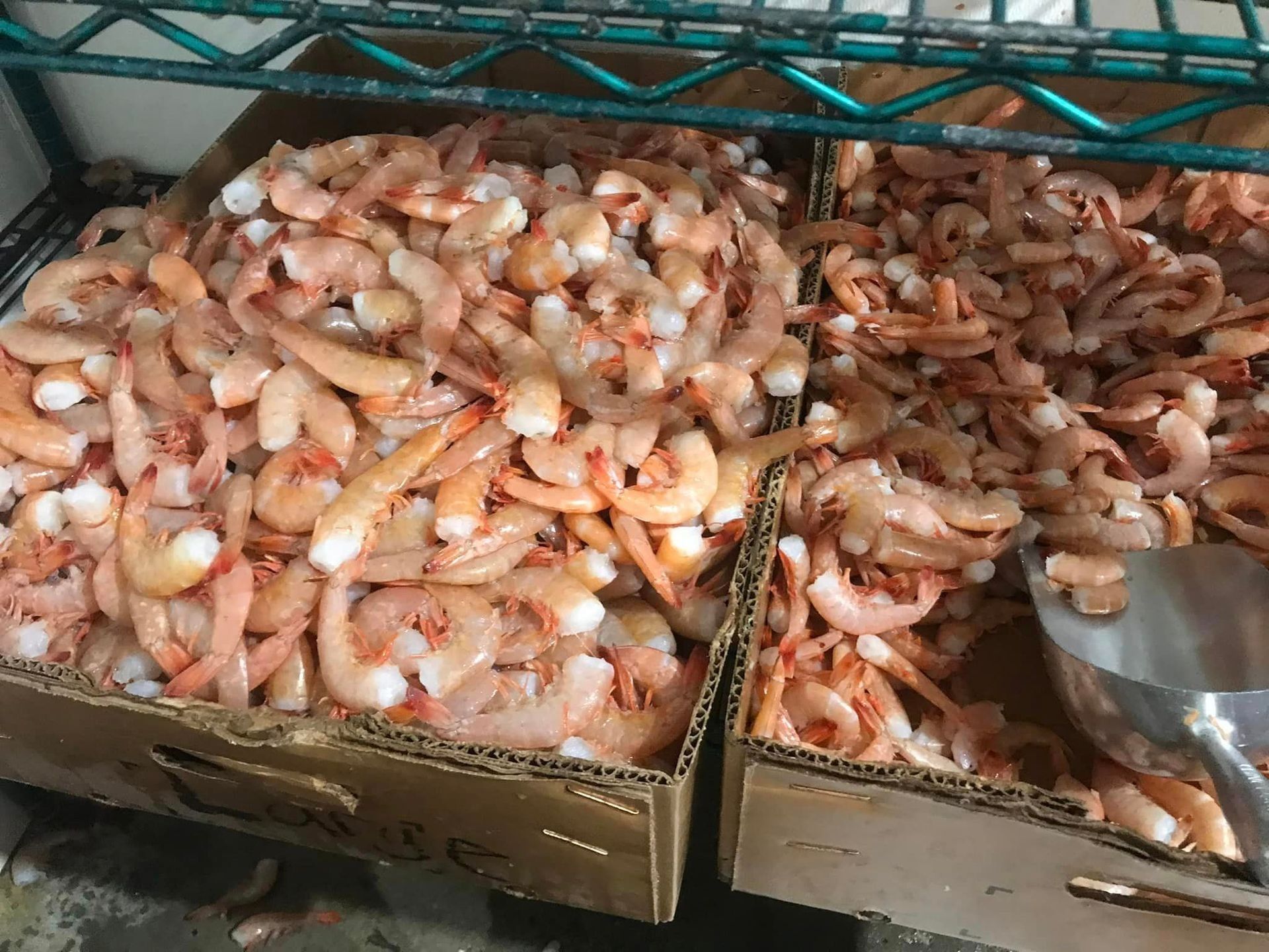 Two cardboard bins filled with raw, peeled shrimp sit on a shelf, with a metal scoop resting in one.