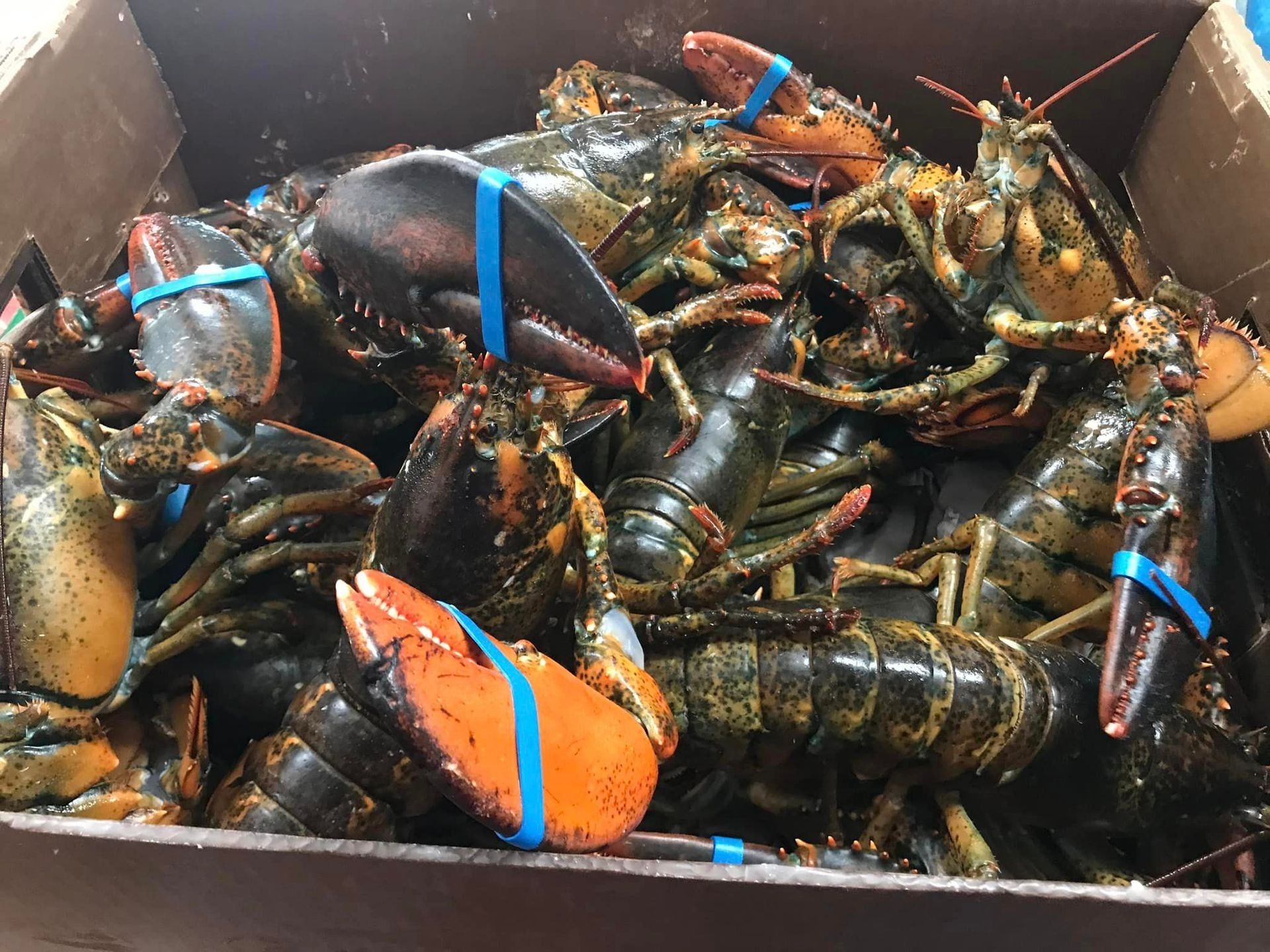 A cardboard box filled with several dark-colored, raw lobsters with blue rubber bands on their claws.