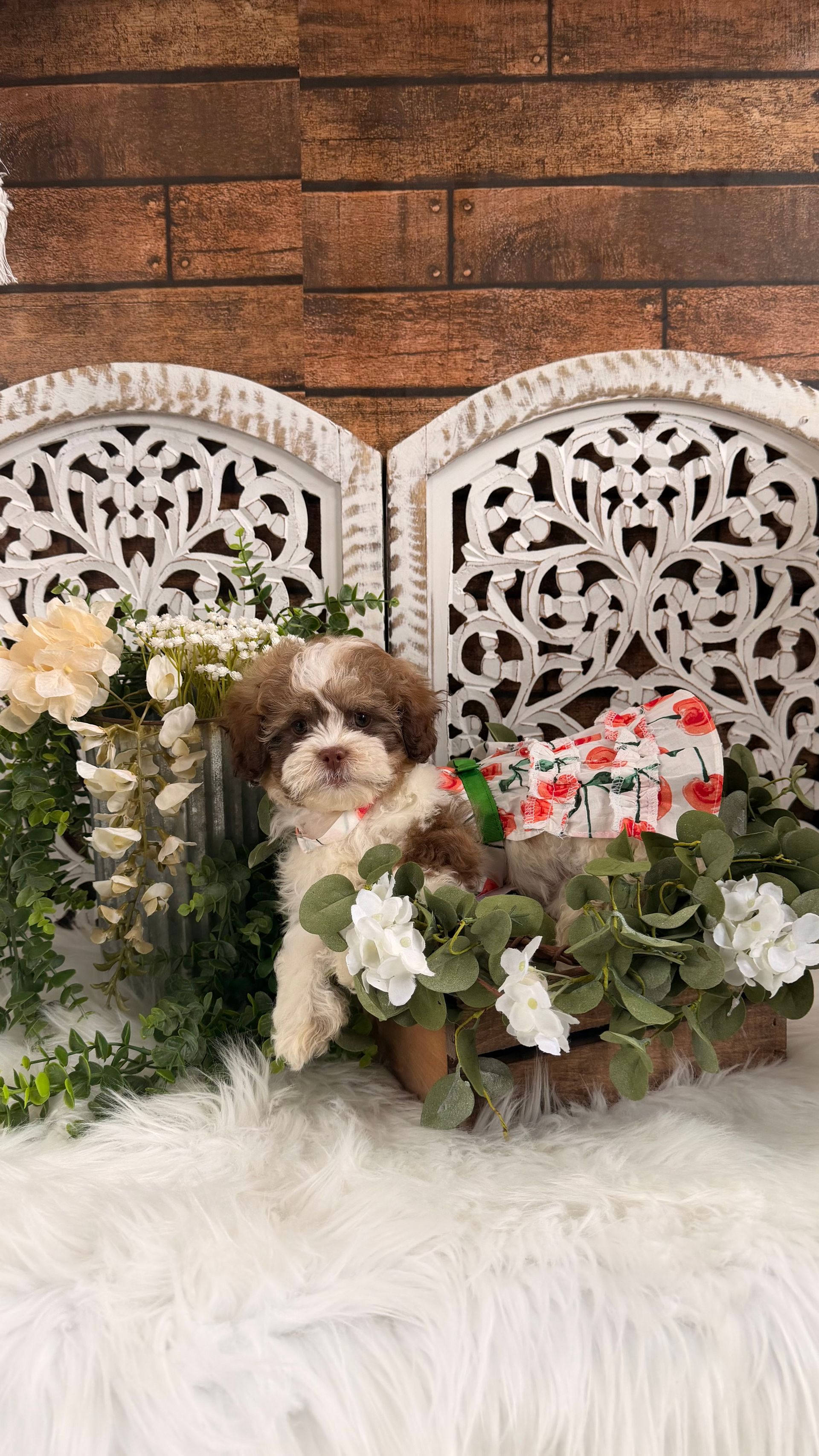 Small black-and-brown puppy sitting on a white star among rustic holiday decor and greenery