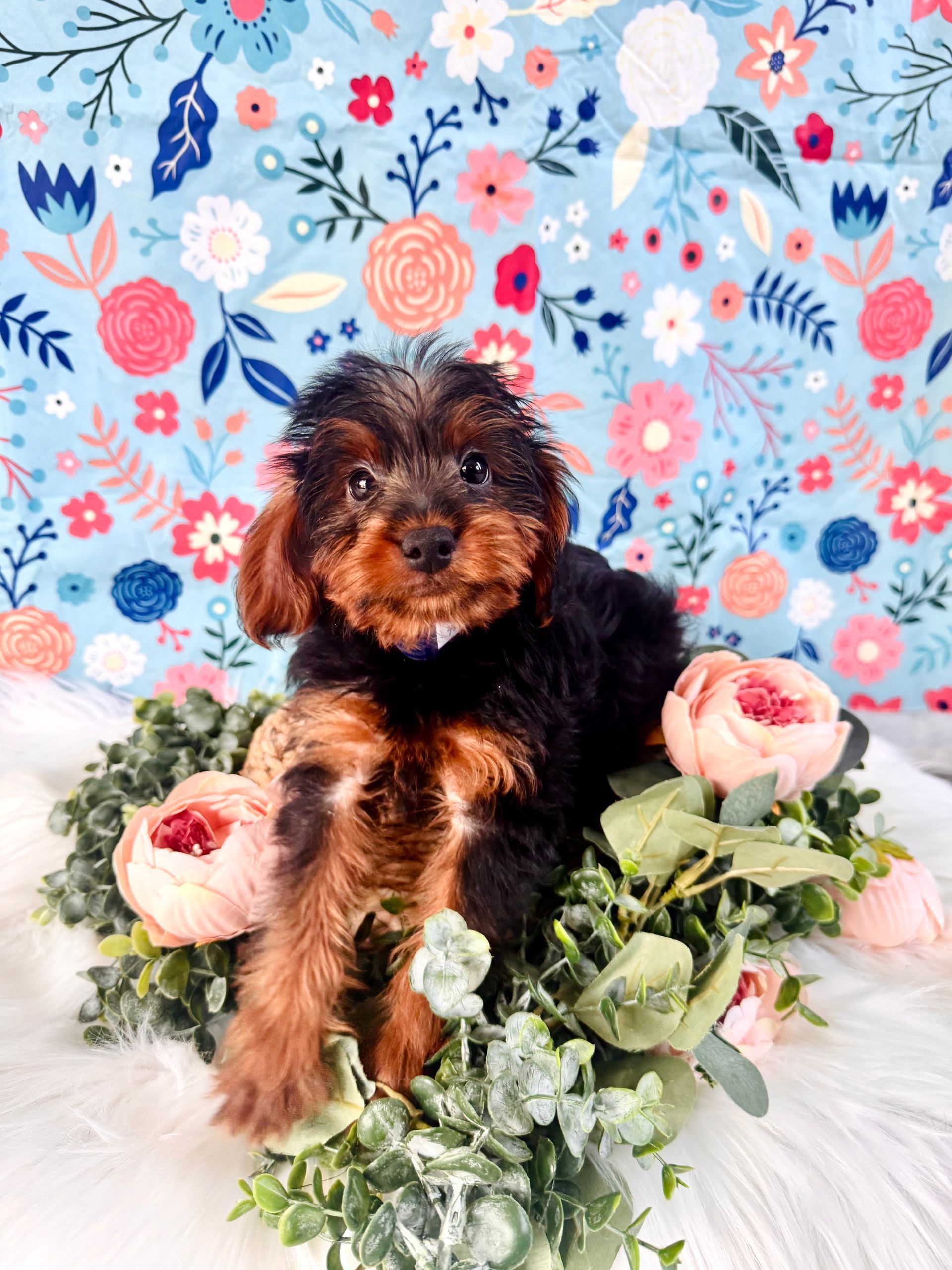Small black-and-tan puppy sitting in a blue bucket behind a wooden bunny cutout with flowers and greenery.