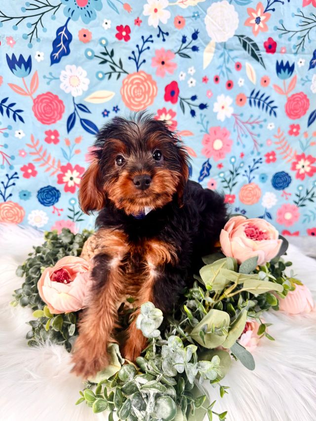 Puppies for Sale | Puppyworld | Franklin, WI