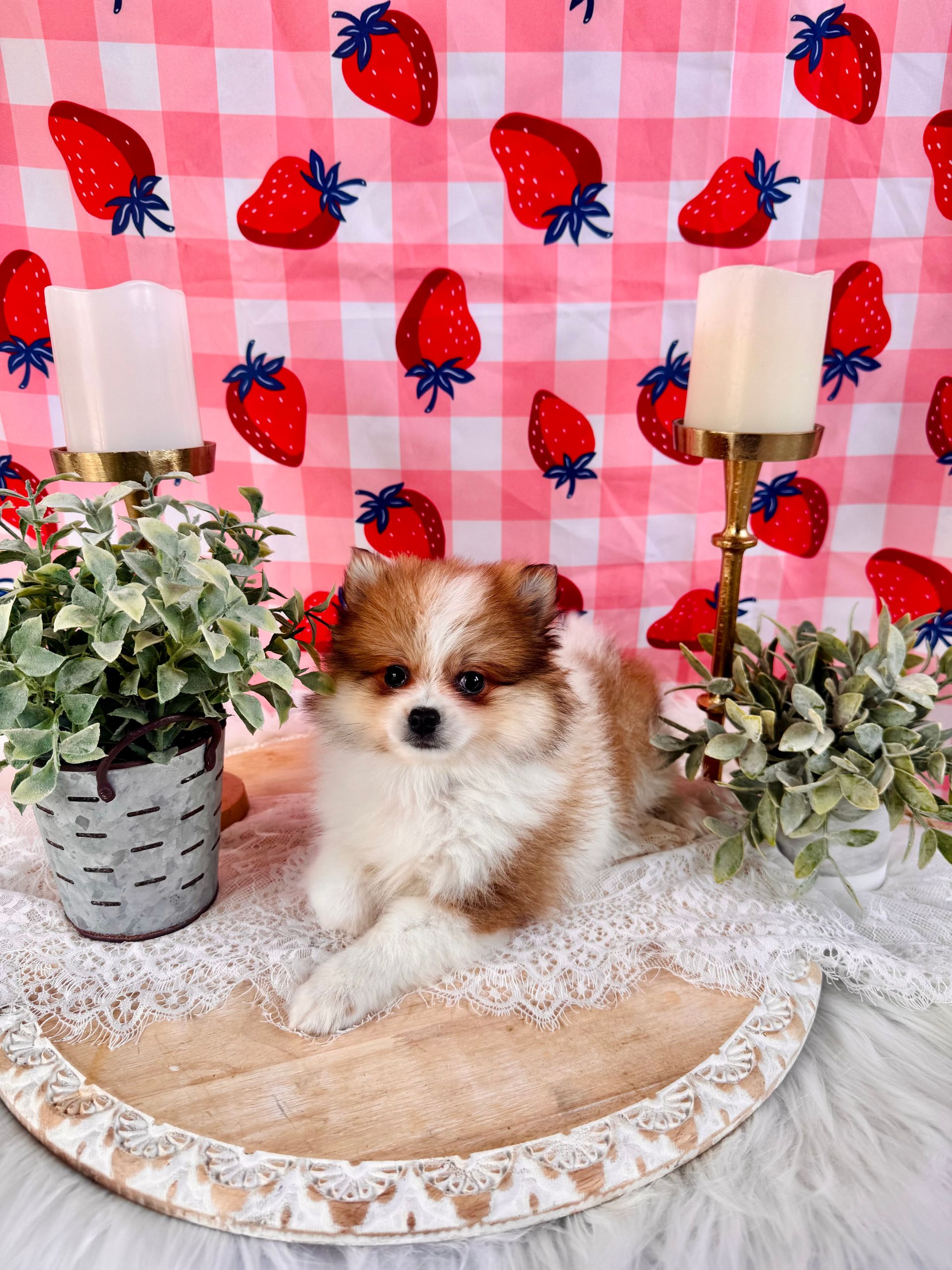 Small black-and-brown puppy sitting on a white star among rustic holiday decor and greenery