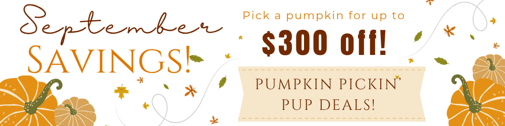 Promotional banner for “Hello June” with a sun and text about up to $300 off select breeds and puppy starter kit included