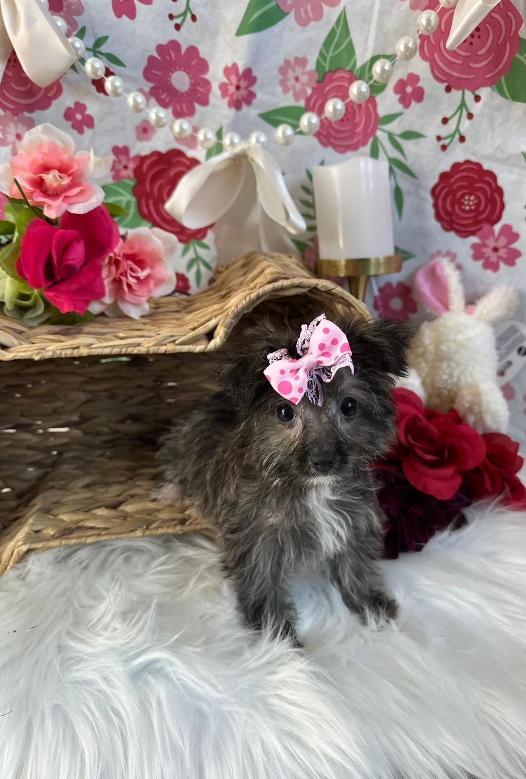Small Female Morkie  puppy