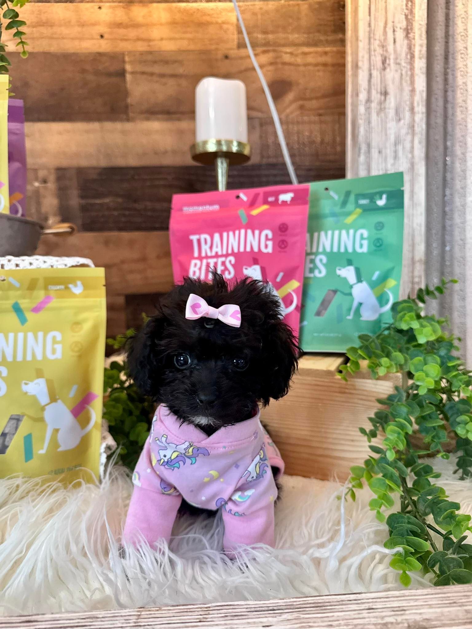 Female Toy Poodle 