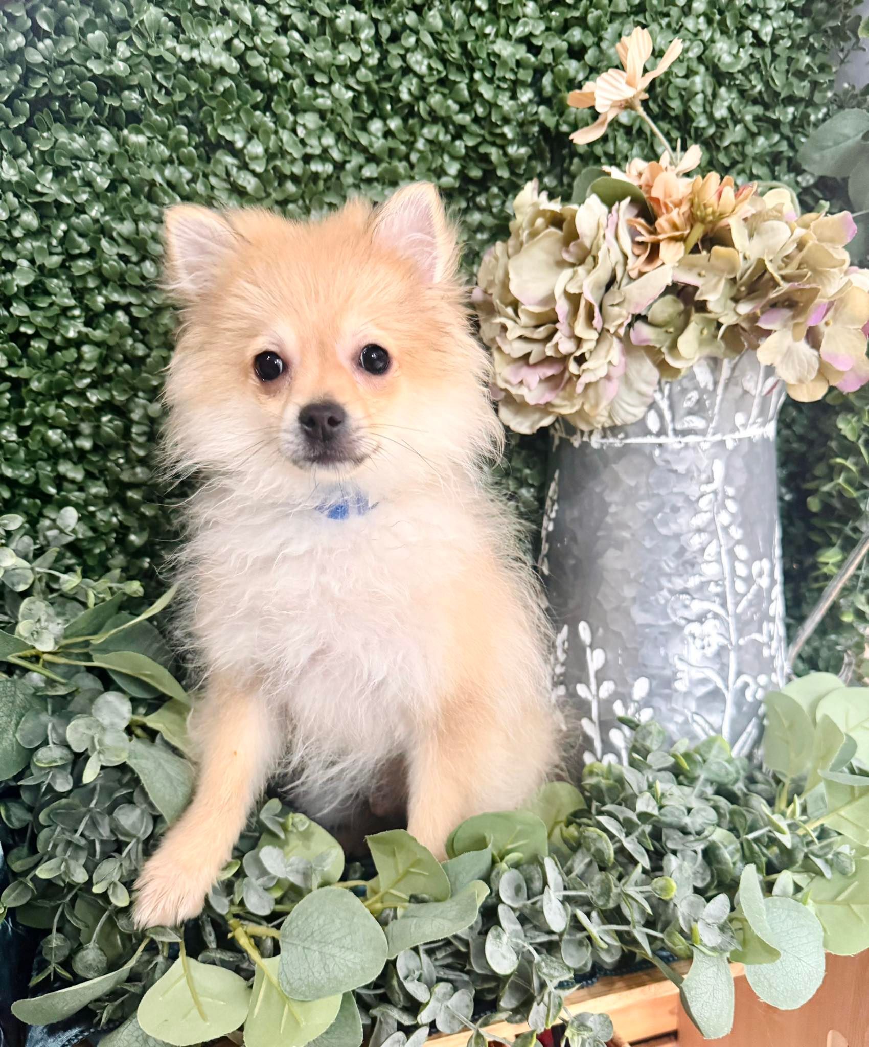 Fluffy tan puppy sitting in a wooden planter beside white flowers against a blue backdrop