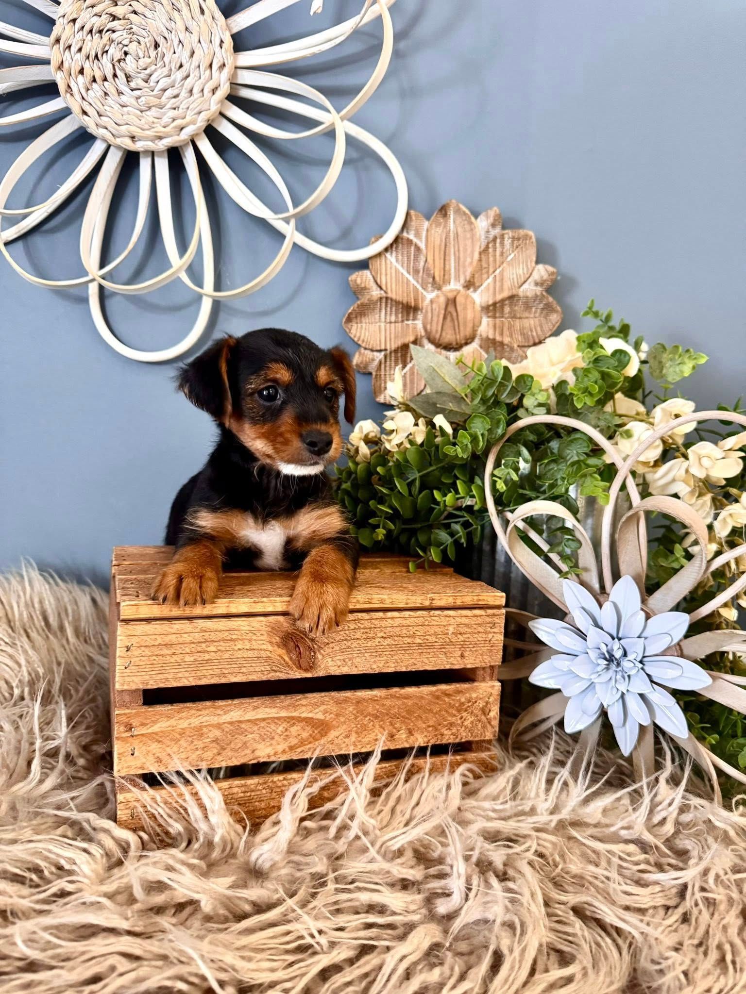 Male Yorkiepoo