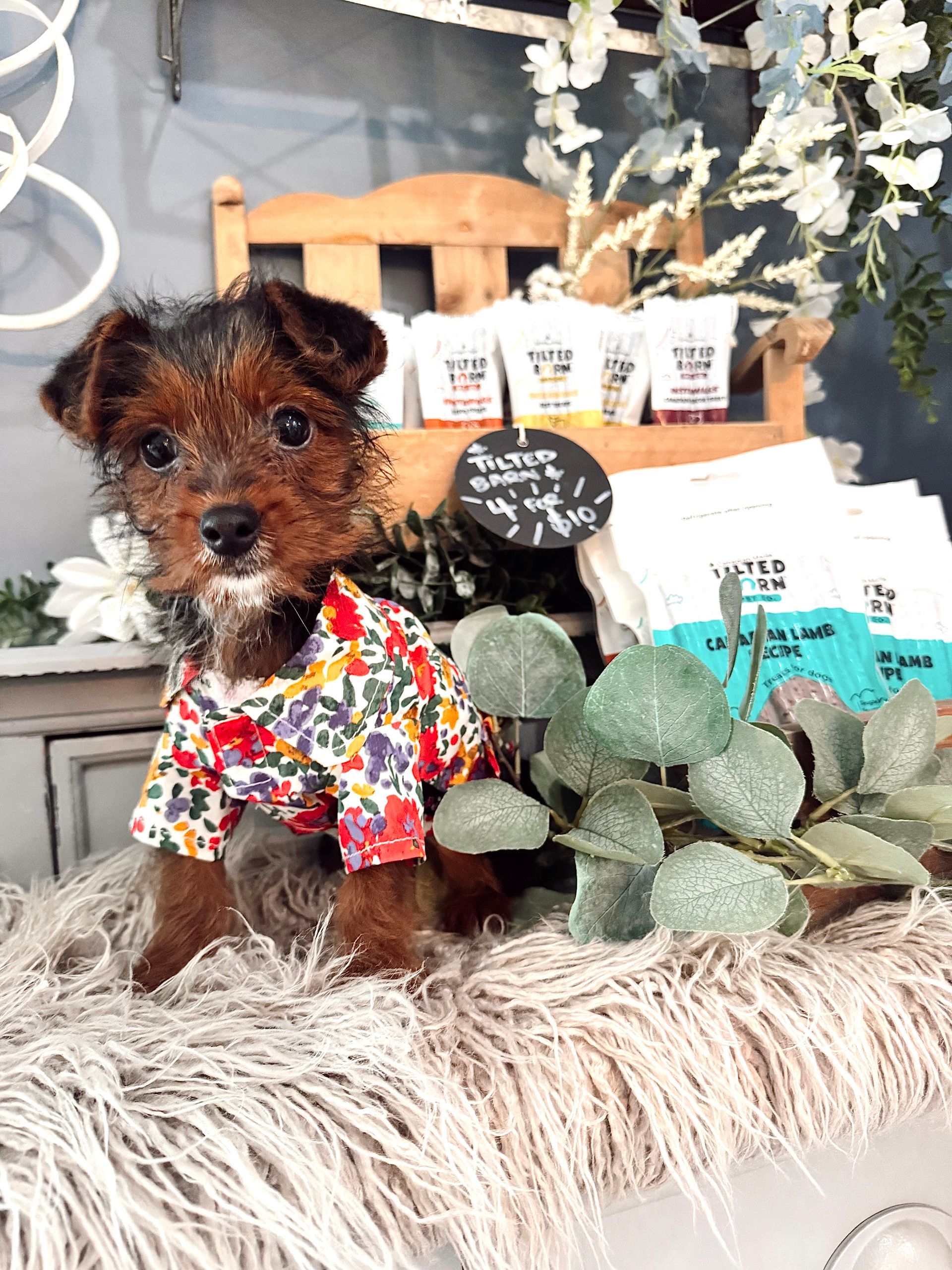 Fluffy tan puppy sitting in a wooden planter beside white flowers against a blue backdrop
