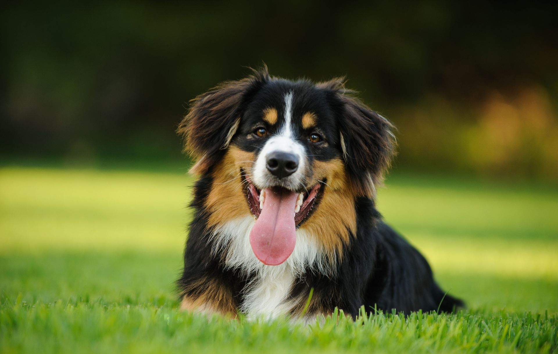 Puppyworld