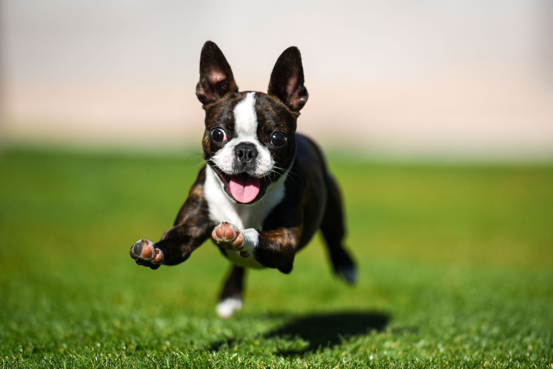 Puppyworld
