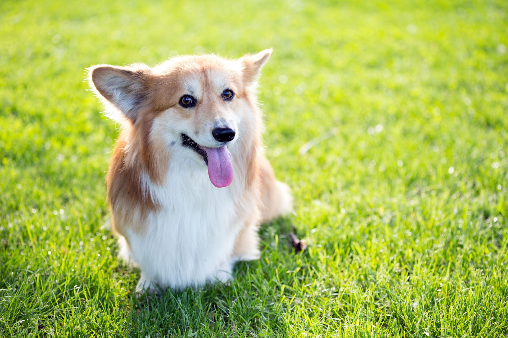 Puppyworld