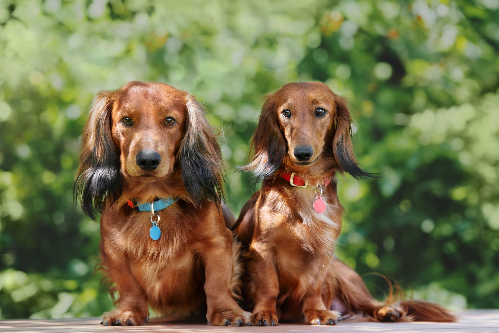 Puppyworld