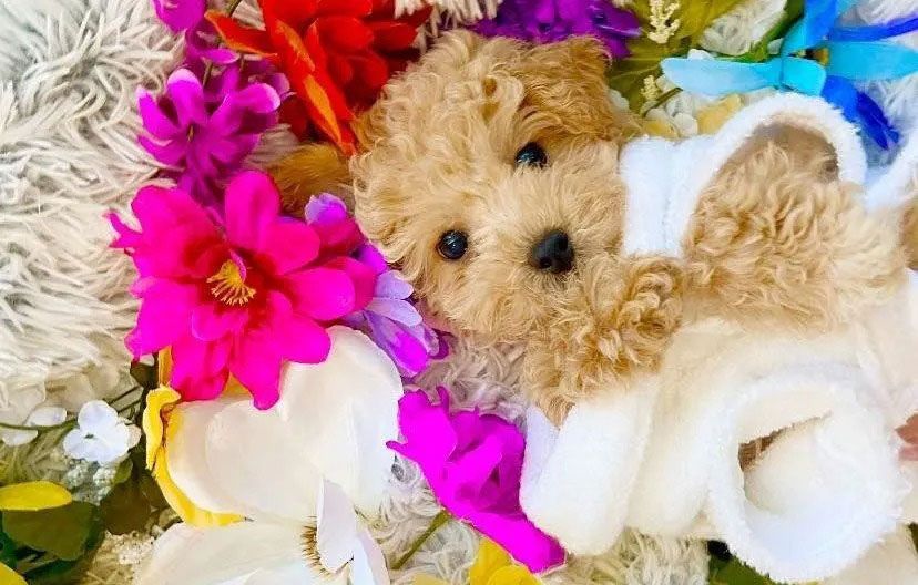 A small, fluffy, light-brown puppy resting among a vibrant arrangement of colorful flowers and soft white textures.