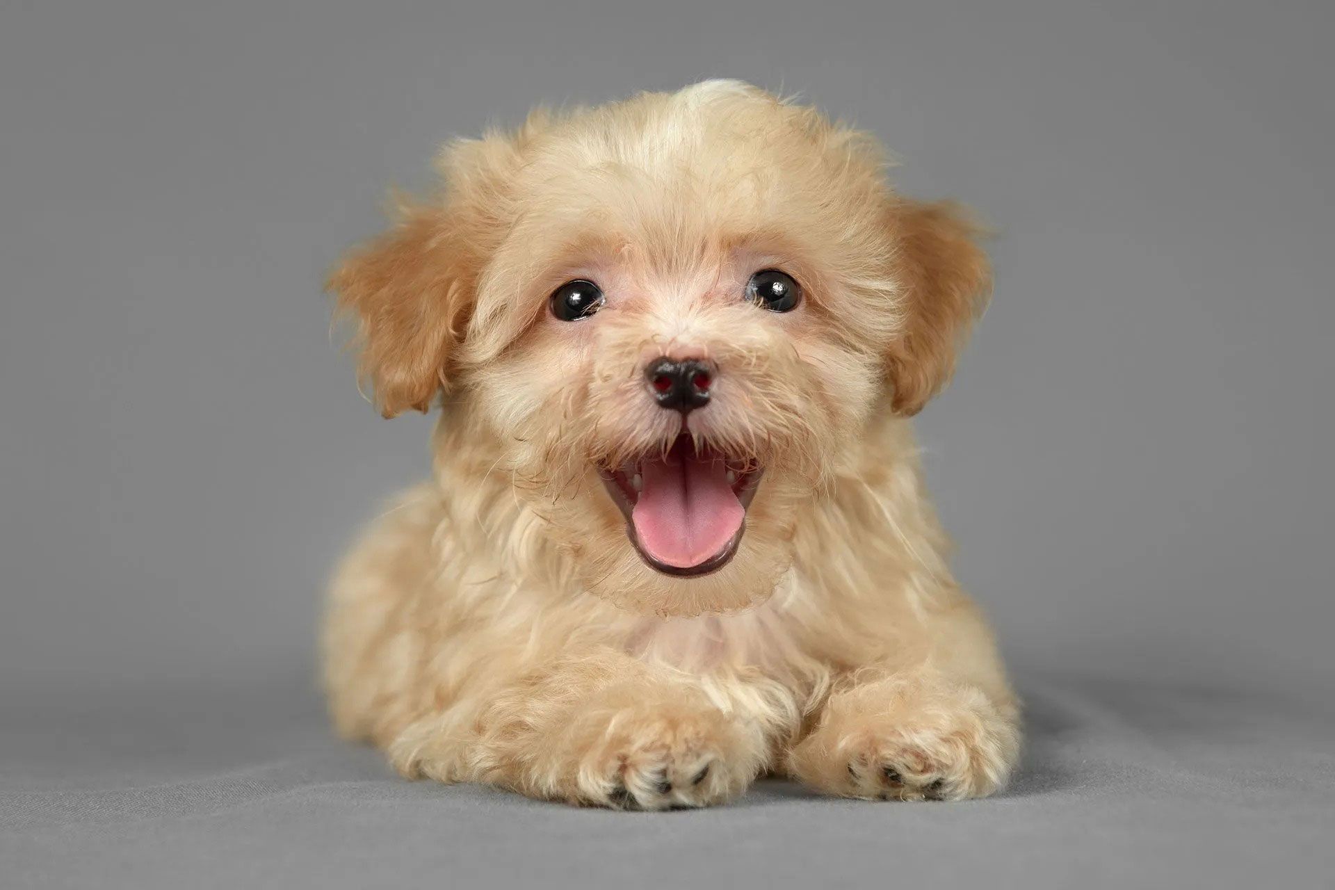 A fluffy, light tan puppy with floppy ears lying down, looking at the camera with an open-mouthed, happy expression.