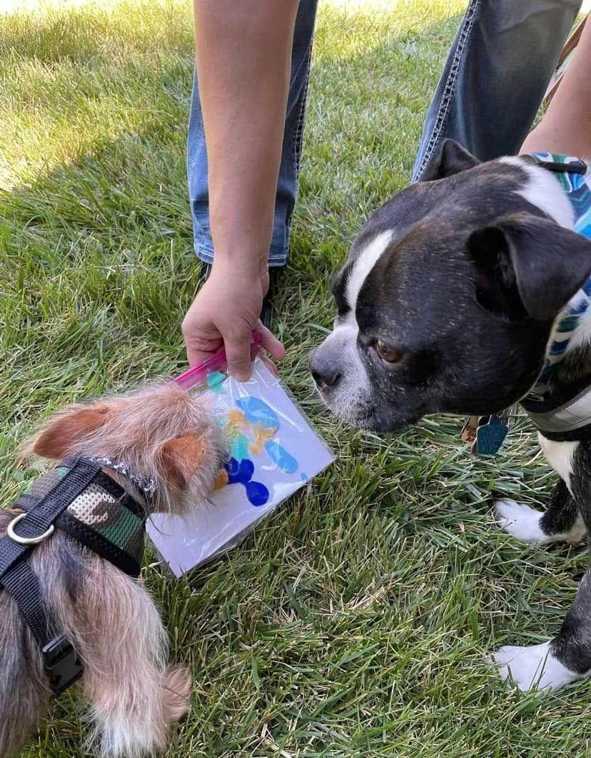 A person holds a small treat bag for a small, scruffy dog and a larger Boston Terrier to sniff on a grassy lawn.
