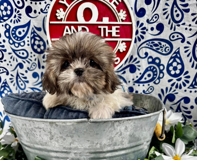 Puppies for Sale | Puppyworld | Franklin, WI