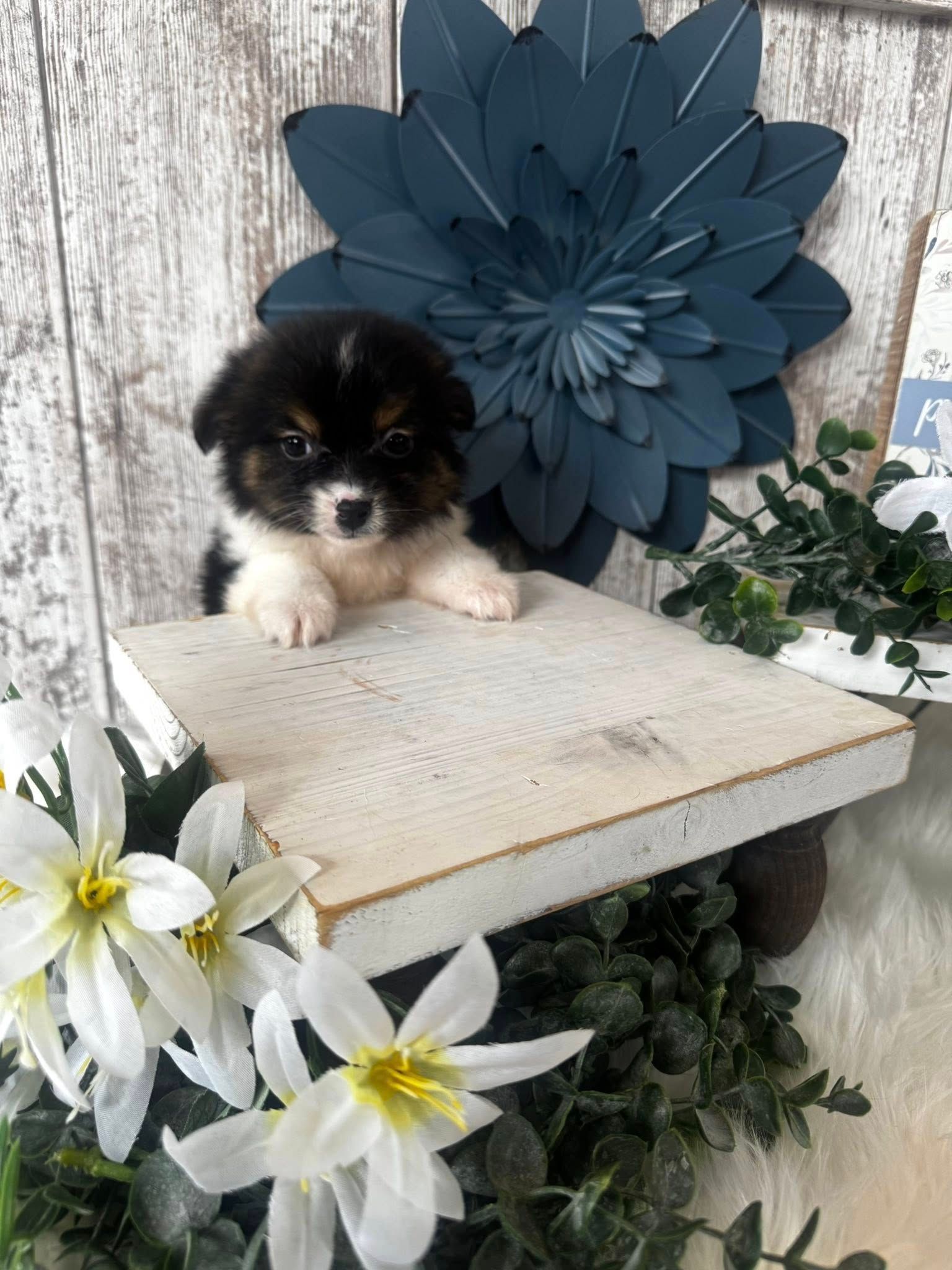 White fluffy puppy wearing a blue and pink bandana, posed before flowers and a 