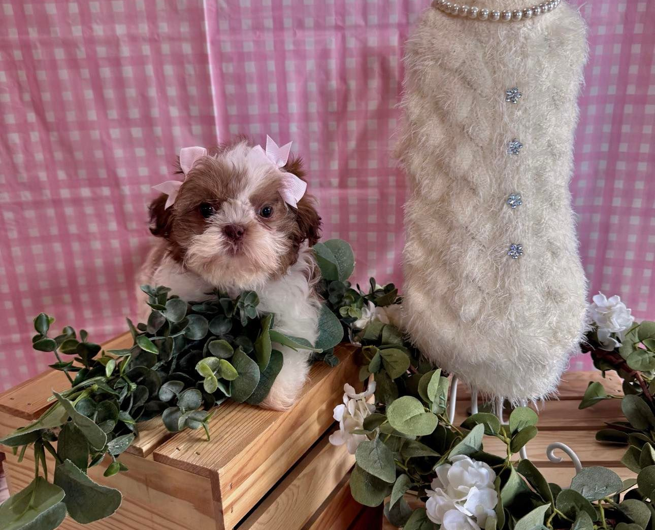 Small black-and-brown puppy sitting on a white star among rustic holiday decor and greenery