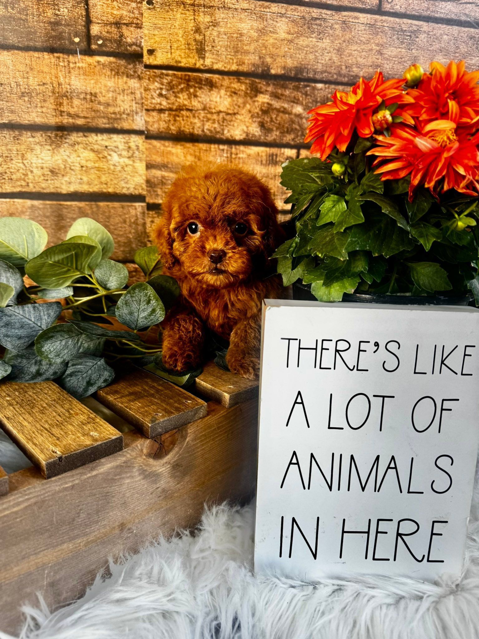 Small black-and-brown puppy sitting on a white star among rustic holiday decor and greenery