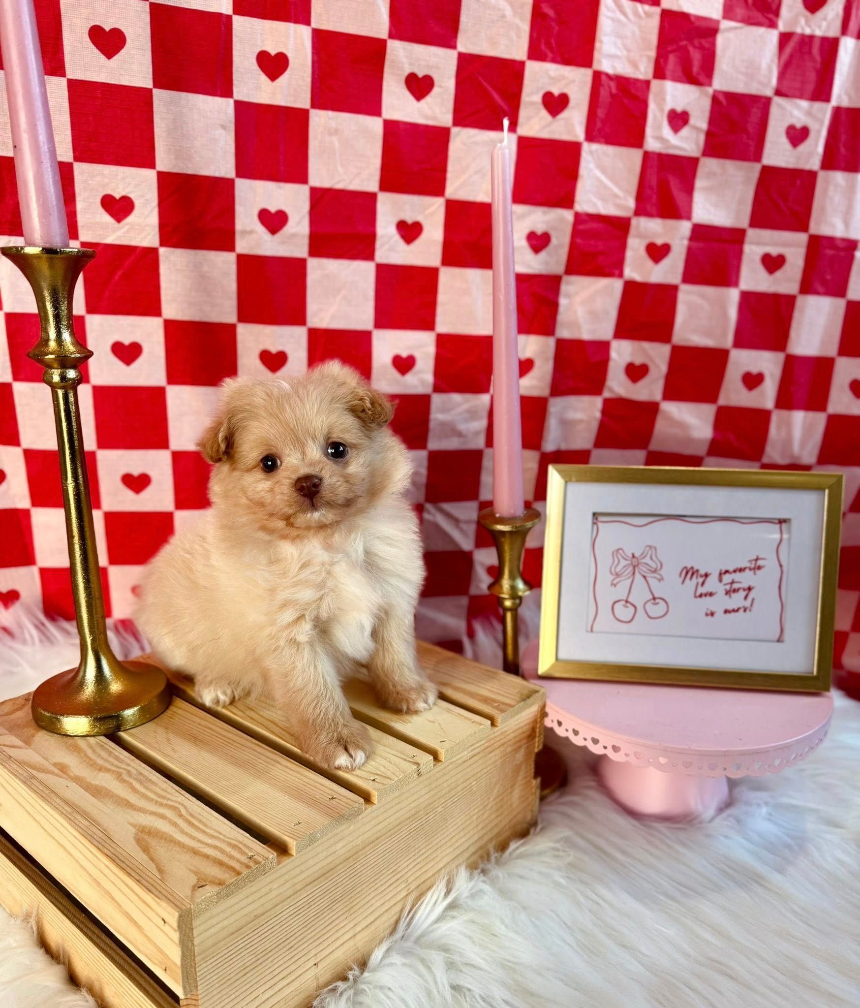 Tiny fluffy cream puppy sitting on a wooden crate beside a gold lamp, framed art, and pink decor against a heart backdrop