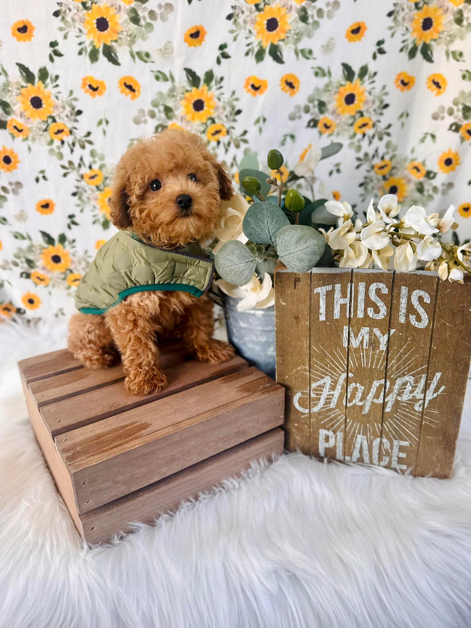 Small brown poodle sitting on wooden crates beside a “This is a happy place” sign and sunflowers